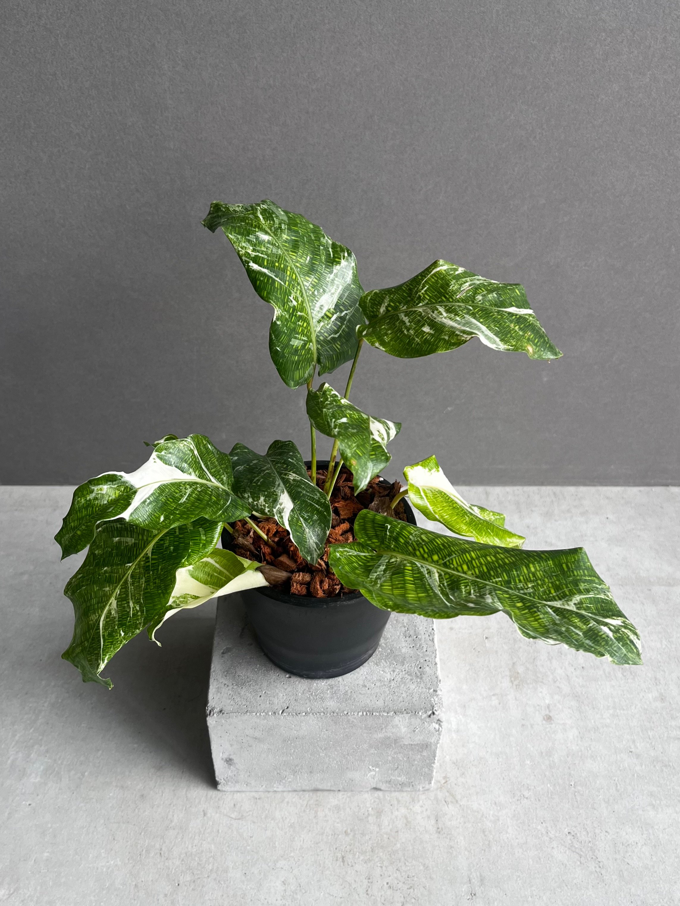 カラテア ムサイカ 斑入 「Calathea musaica variegated」2A |