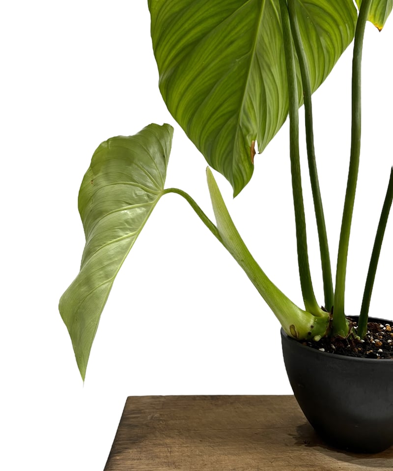 フィロデンドロン ペルタツム 「Philodendron peltatum」72K | SHO