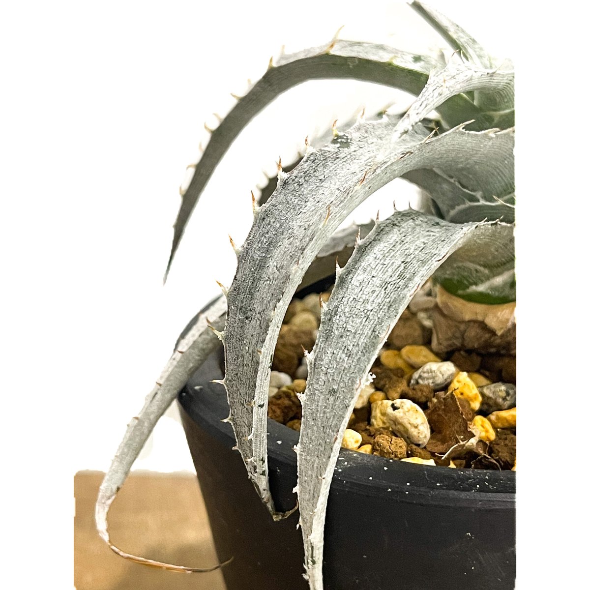 ディッキア マセドイ ホワイト クローン「Dyckia macedoi white clone