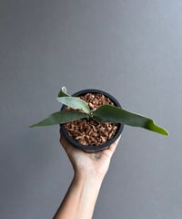 フィロデンドロン シャロニアエ 「Philodendron sharoniae」11J | S