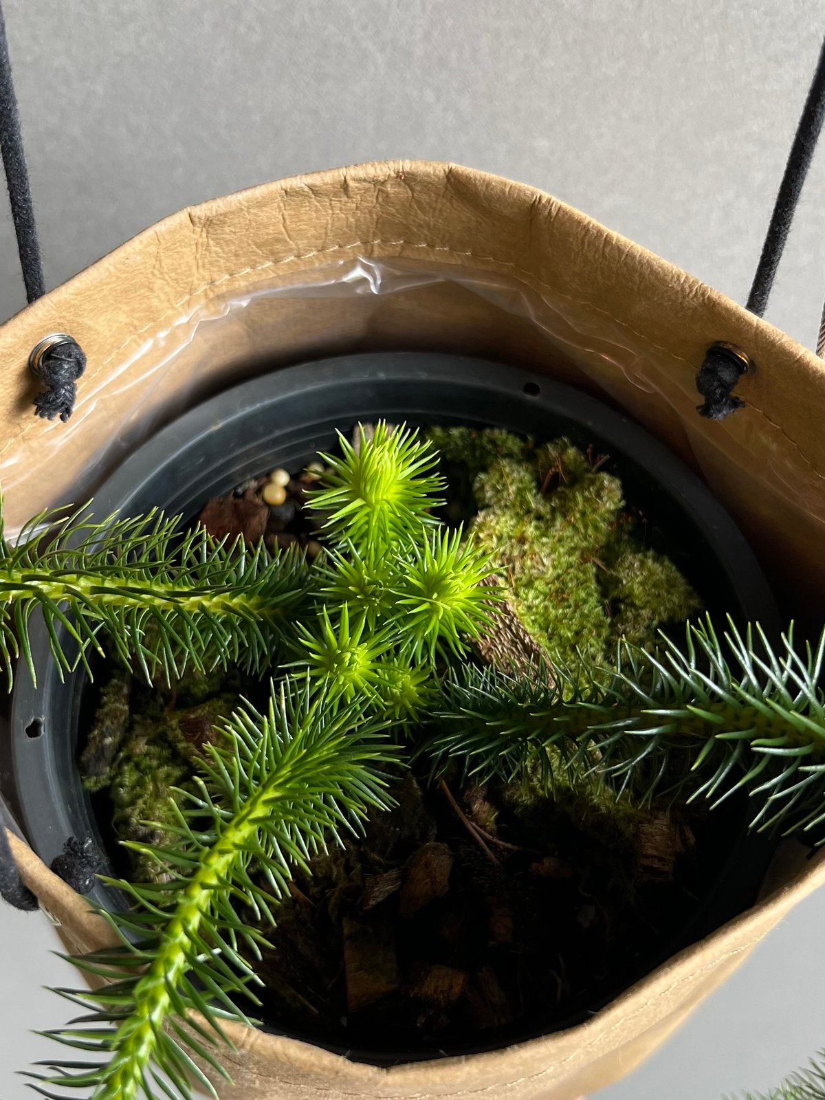 フペルジア『squarrosus』1番 フペルジア『squarrosus』1番 - メルカリ