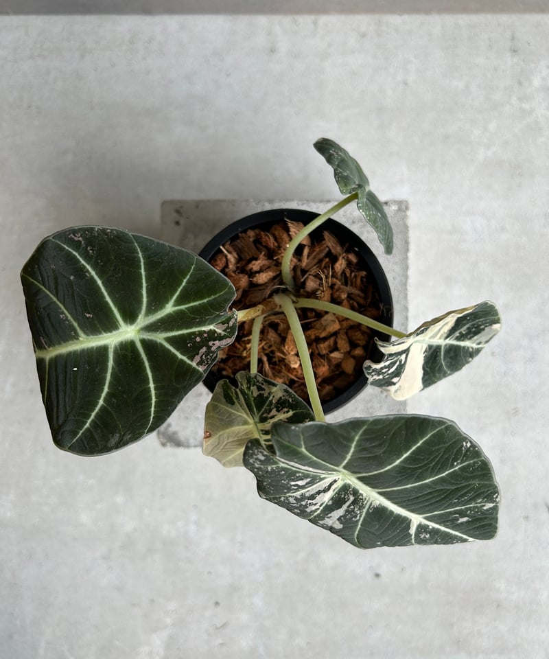 アロカシア ブラック ベルベット ピンク 斑入 「Alocasia Black Velvet