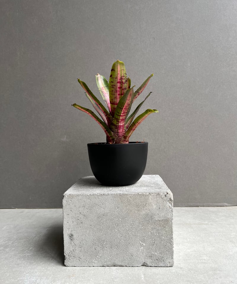 ネオレゲリア アベンチュラ 「Neoregelia Aventura」81C | SHOUCH