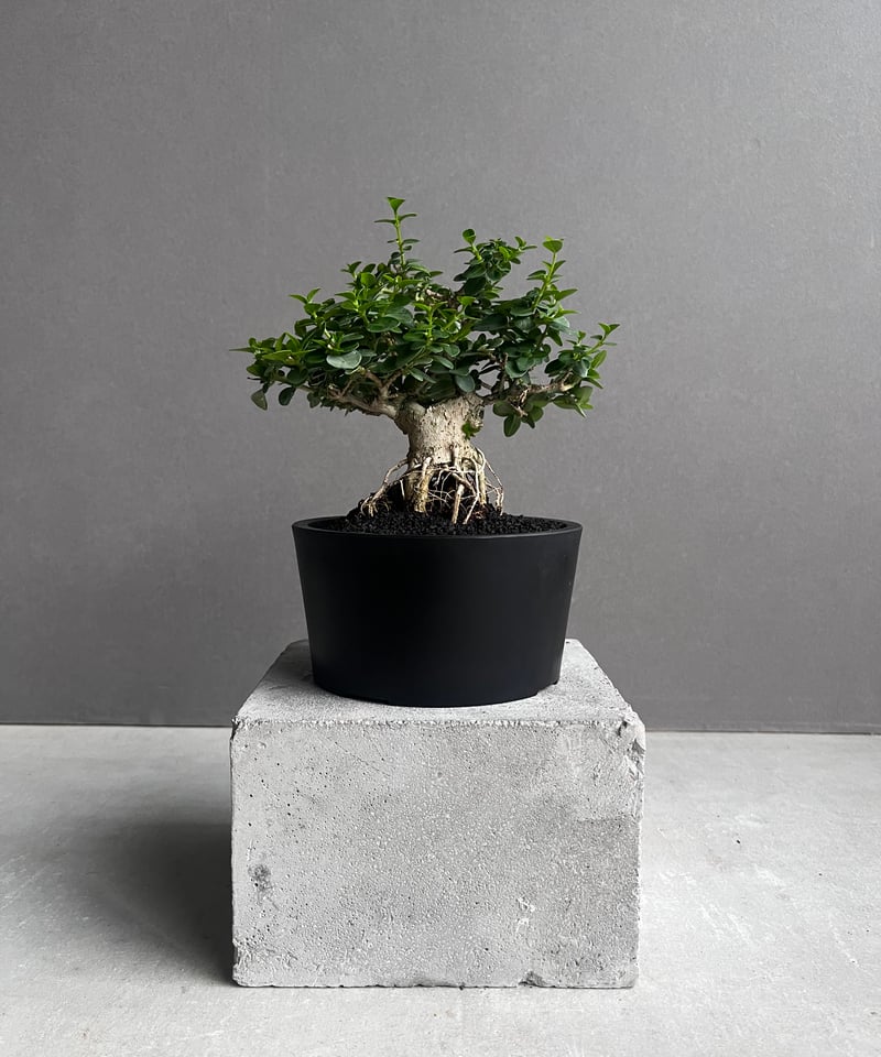うち” 盆栽 「“UCHI” BONSAI 」77A | SHOUCHIKUEN