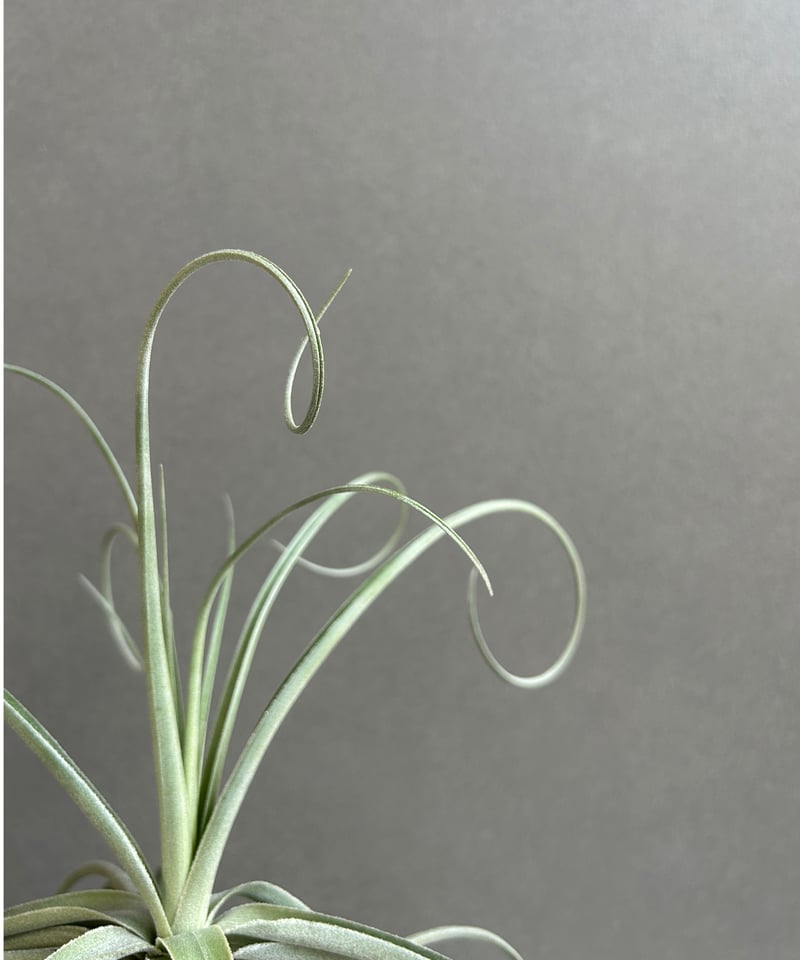 チランジア ドゥラティ 大株 Tillandsia duratii 現品) チランジア ドゥラティ (No.21685) (エアープランツ