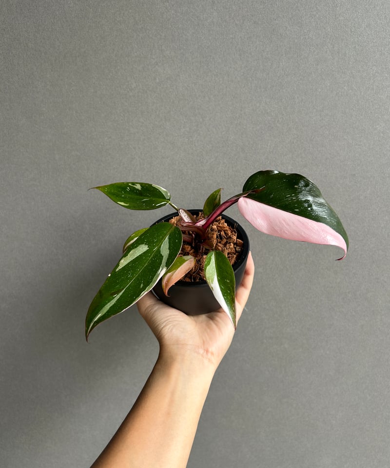 フィロデンドロン・レッドコンゴ/ Philodendron Red Congo⑧ フィロデンドロン レッドコンゴ斑入「Philodendron Red Congo