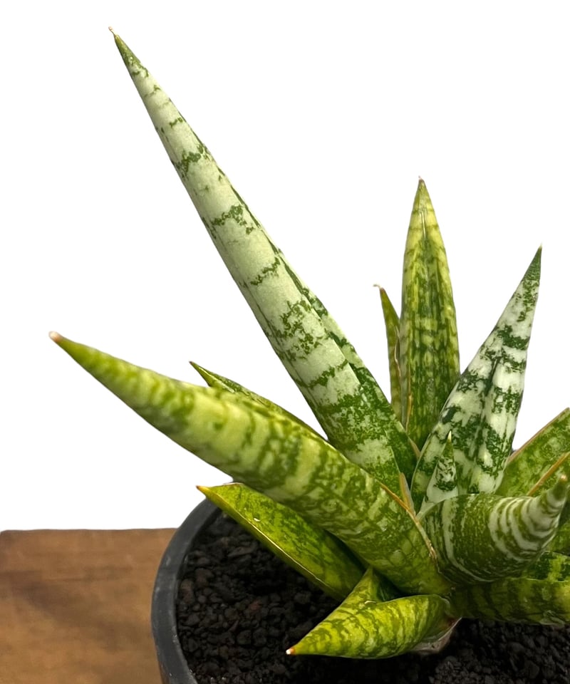 EMP サンセベリア サンシャインエンジェル / SA364