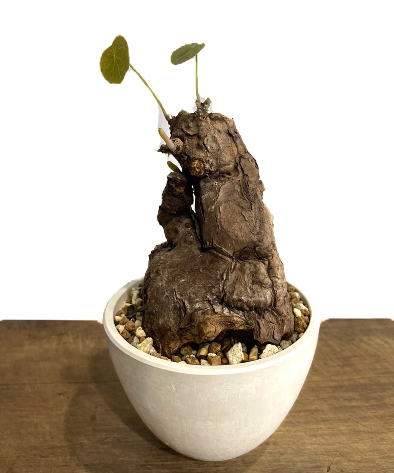 ステファニア カウィーサキー「Stephania Kaweesakii」9/17 | SHOU