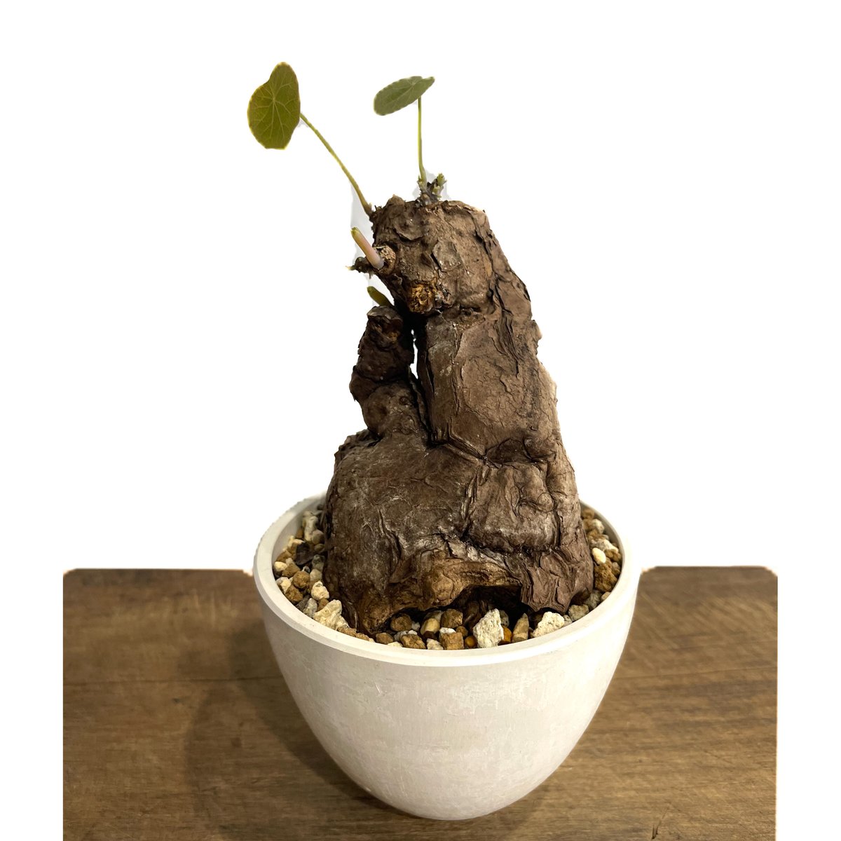 ステファニア　カウィーサキー ステファニア カウィーサキー | STELLA.PLANTS