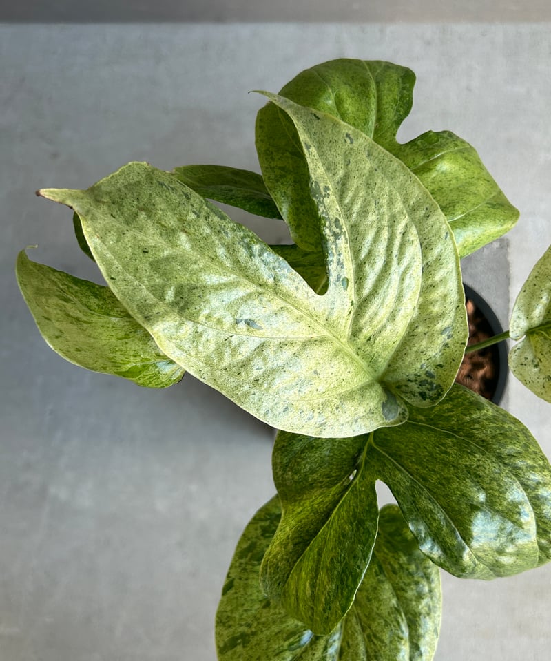 アミドリウム ジッペリアナム 斑入「Amydrium zippelianum variegat