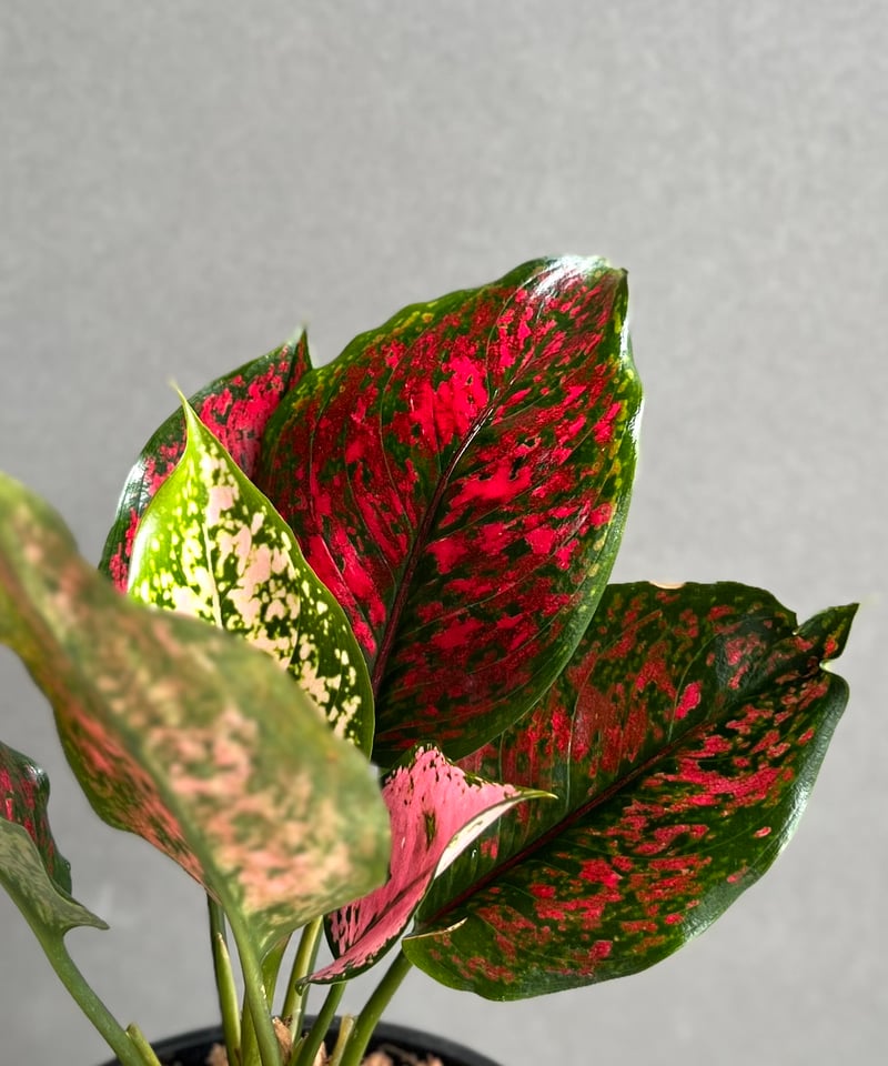 アグラオネマ カンクン 'ブラック' 「Aglaonema Kankun 'Black