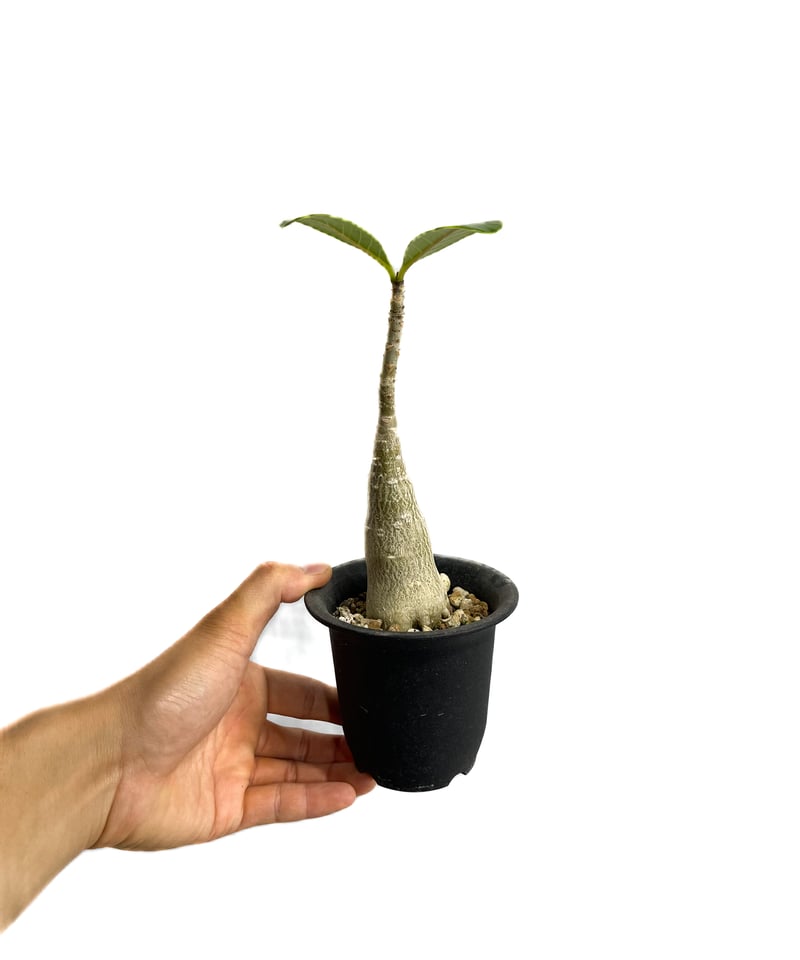 アデニウム ドファレンセ「Adenium dhofarense」6/25-836 | SHO
