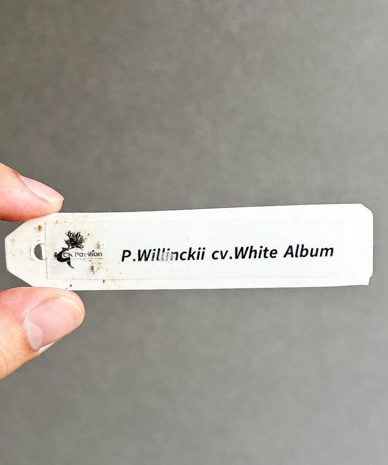 P. White Love ホワイトラブ　ビカクシダ　子株　レア P. White Love ホワイトラブ ビカクシダ 子株 レア