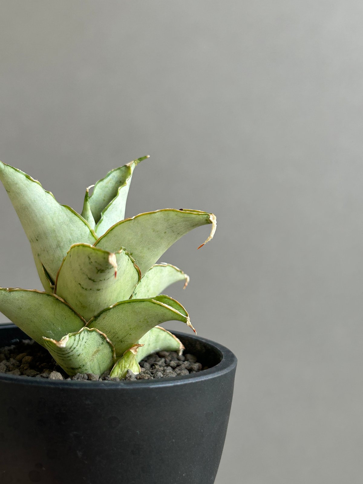 GP Sansevieria Bua Kao サンセベリア ブア カーオ サンセベリア ブア カーオ「 Sansevieria Buakaw(by Unyamanee