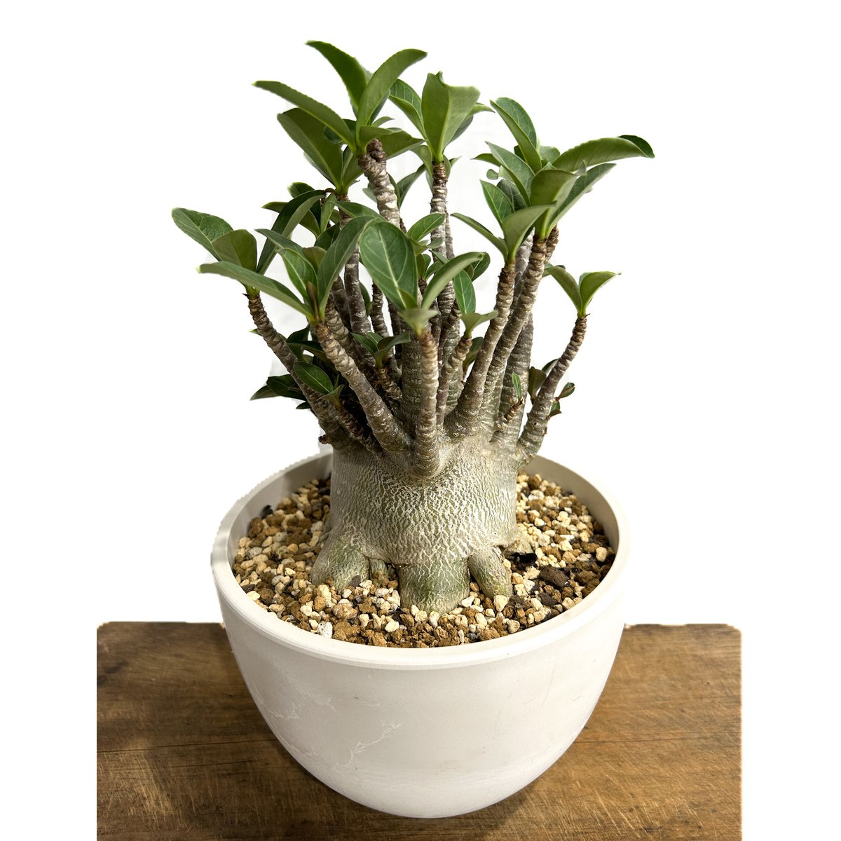 アデニウム アラビカム ドワーフ タイプ「Adenium arabicum dwarf ty