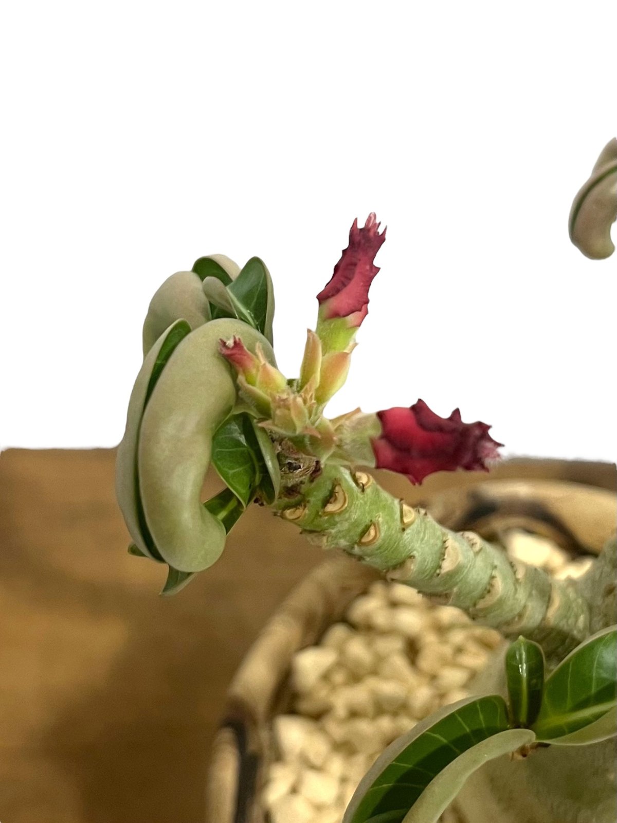 アデニウム メデューサD.H.A (獅子葉) + plantsmonsters pot 「Ad