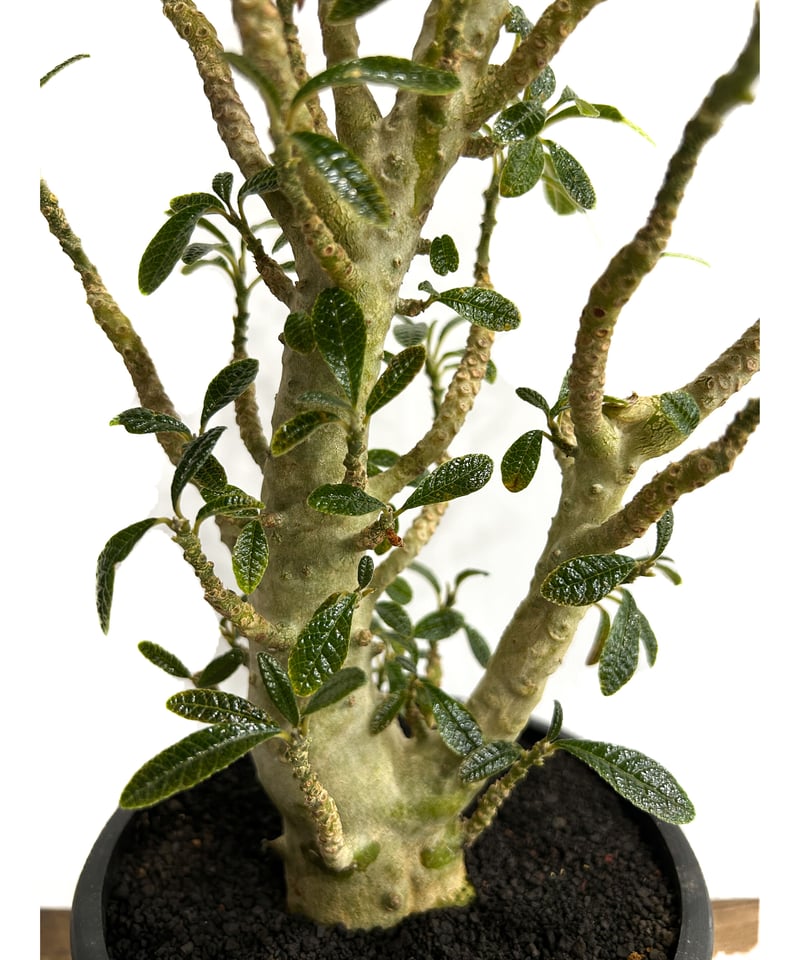 ドルステニア ギガス 実生苗「Dorstenia gigas (seedling)」5/29- ドルステニア ギガス 実生苗「Dorstenia gigas (seedling)」5/29-