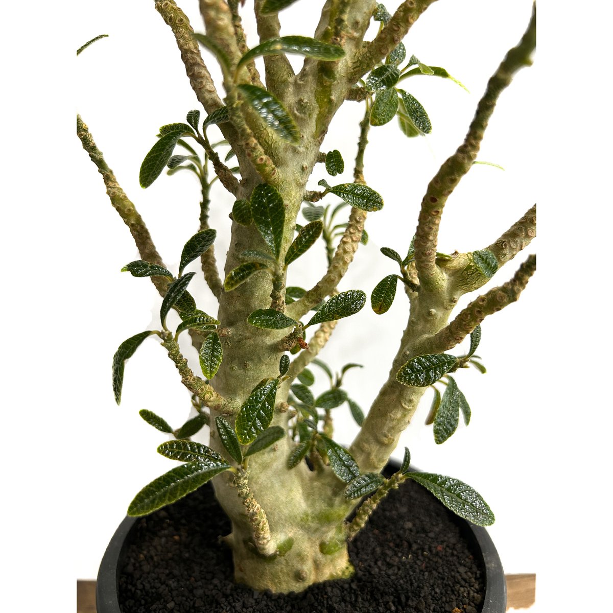 ドルステニア ギガス 実生苗「Dorstenia gigas (seedling)」5/29- ドルステニア ギガス 実生苗「Dorstenia gigas (seedling)」5/29-