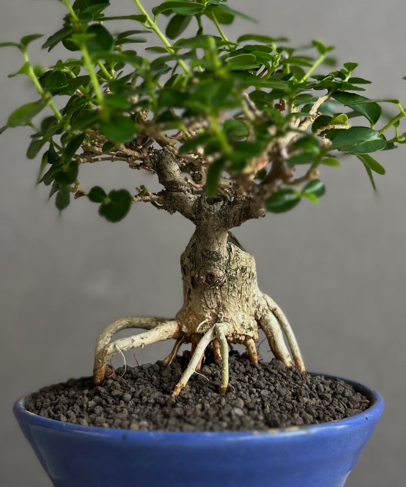 うち” 盆栽 Limited Edition 「“UCHI” BONSAI」6E | SH