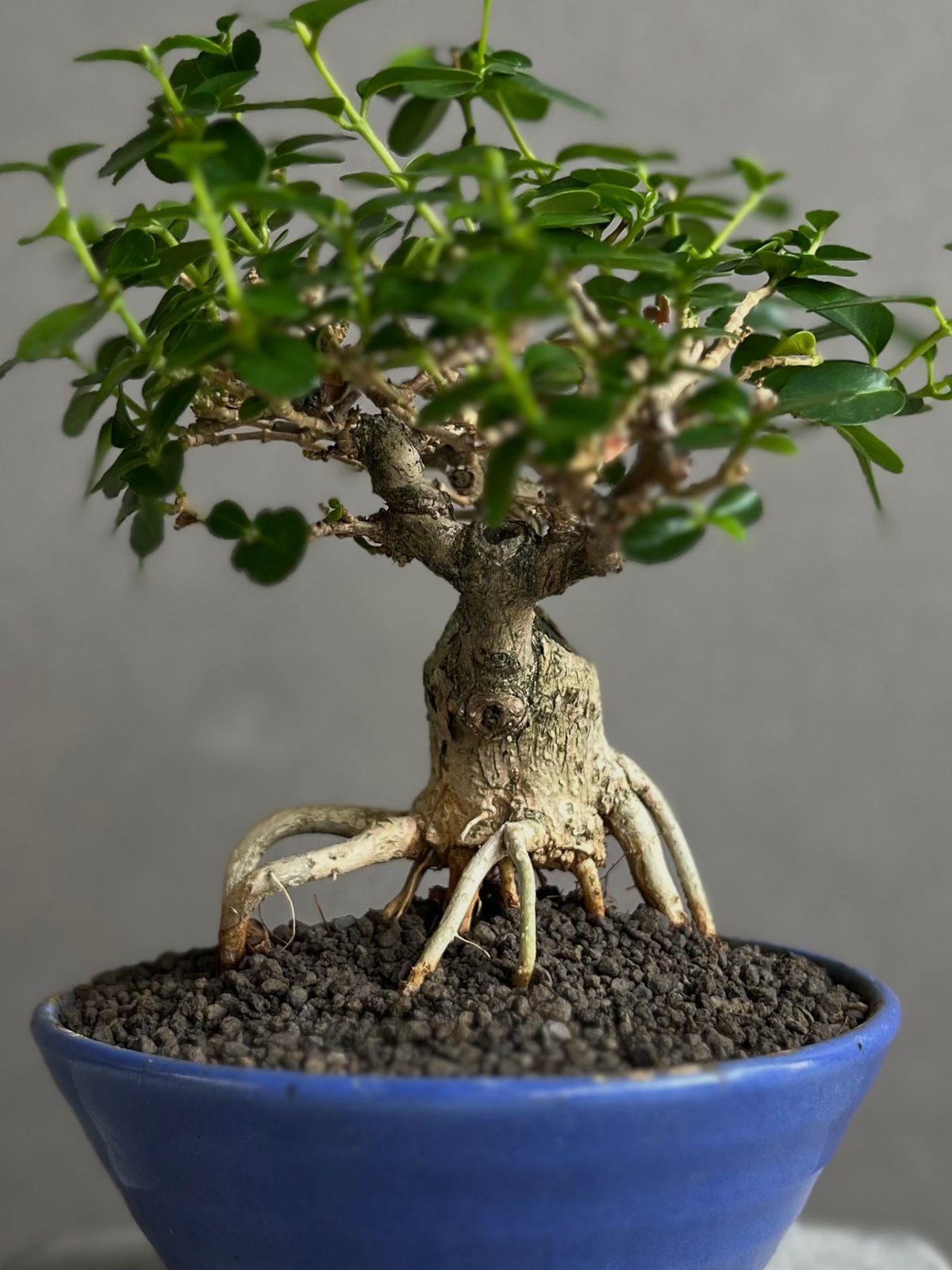 うち” 盆栽 Limited Edition 「“UCHI” BONSAI」6E | SH