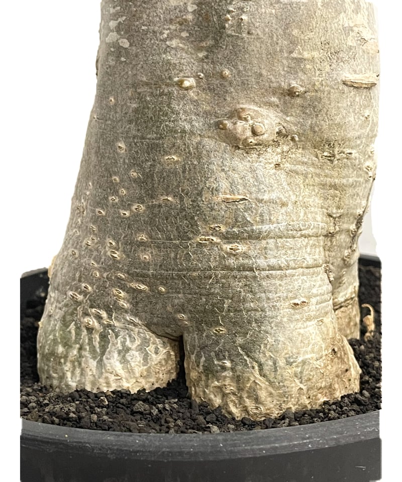 アデニウム アラビカム バオバブスタイル「Adenium arabicum