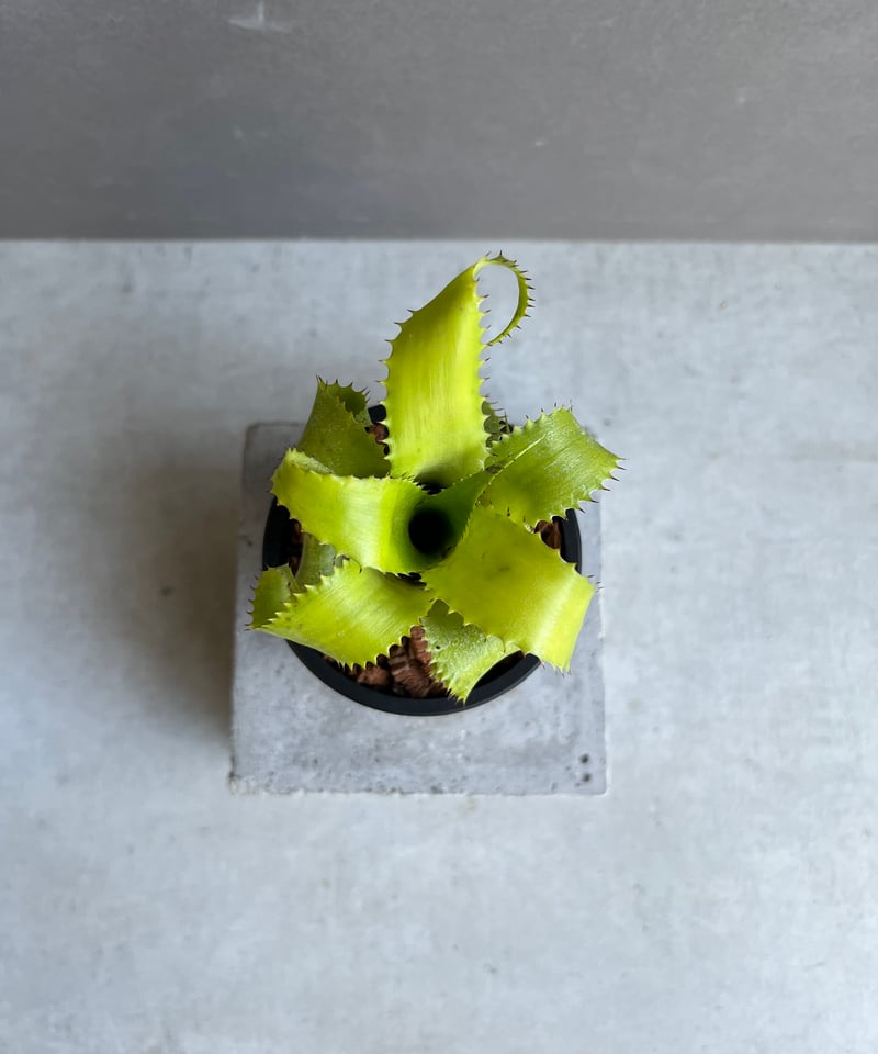 ブロメリア・エアープランツ Neoregelia Mooreana Neoregelia mooreana(ネオレゲリア ムーレアナ) | ~龍の巣窟~