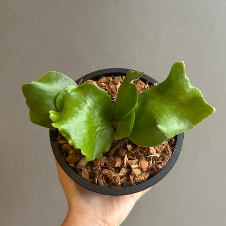 ビカクシダ | STORES