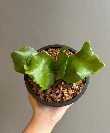 CATEGORY ビカクシダ(コウモリラン) | SHOUCHIKUEN