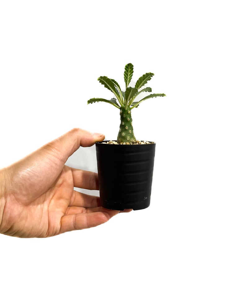 ドルステニア ラブラニー 【高さ27cm】 園芸ネット本店｜ドルステニア：ラブラニー 2.5号鉢植え24-01 の通販