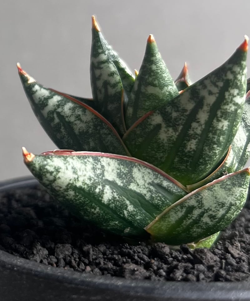 サンセベリア ニラパット(ドワーフ) 「Sansevieria Nilaphat (by Un