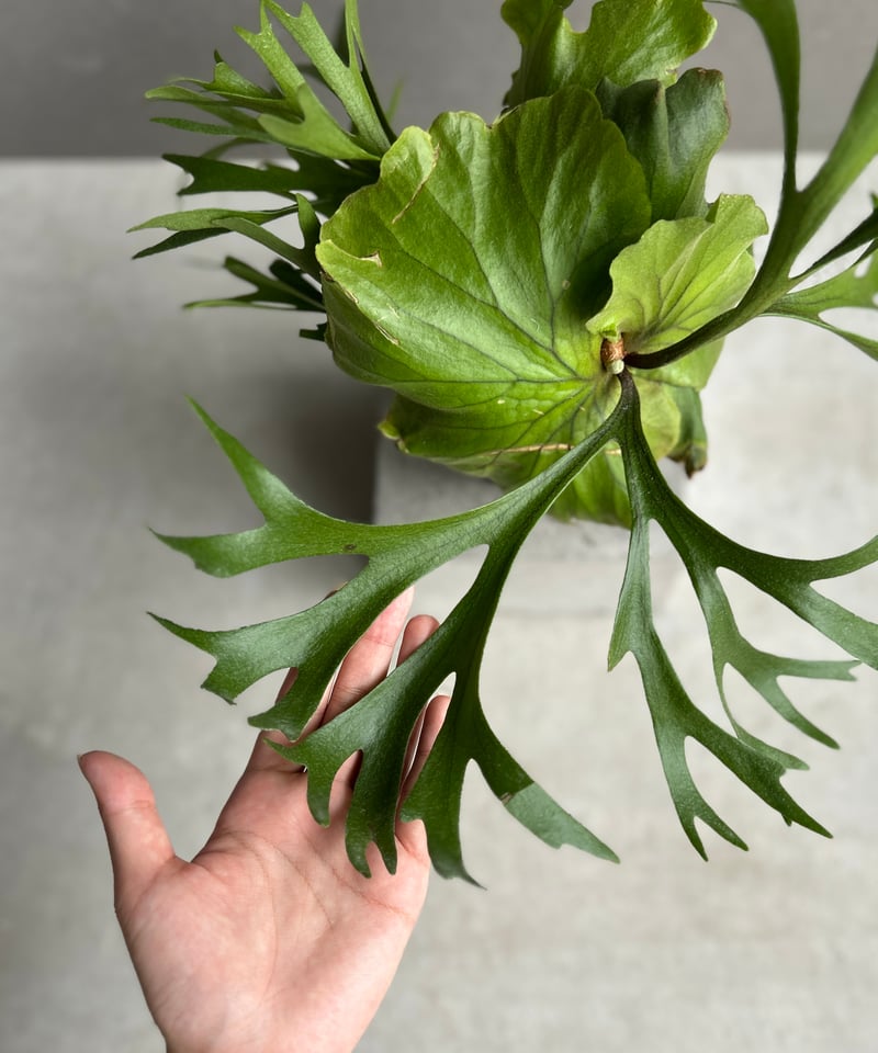 ビカクシダ キッチャクード細葉 「Platycerium kitshakood thin l