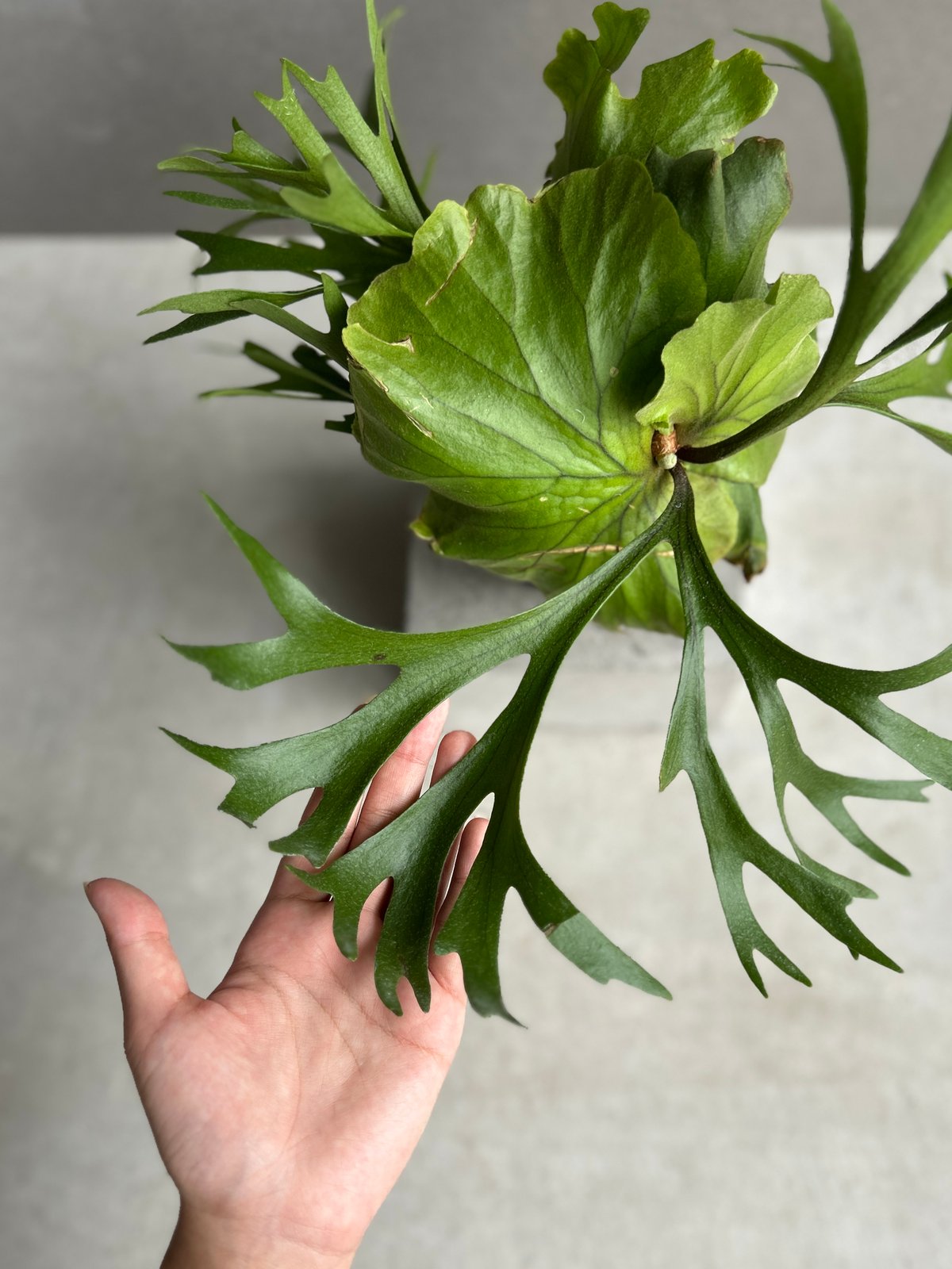 写真追加　キッチャクードthin ビカクシダ ビカクシダ キッチャクード細葉 「Platycerium kitshakood thin l