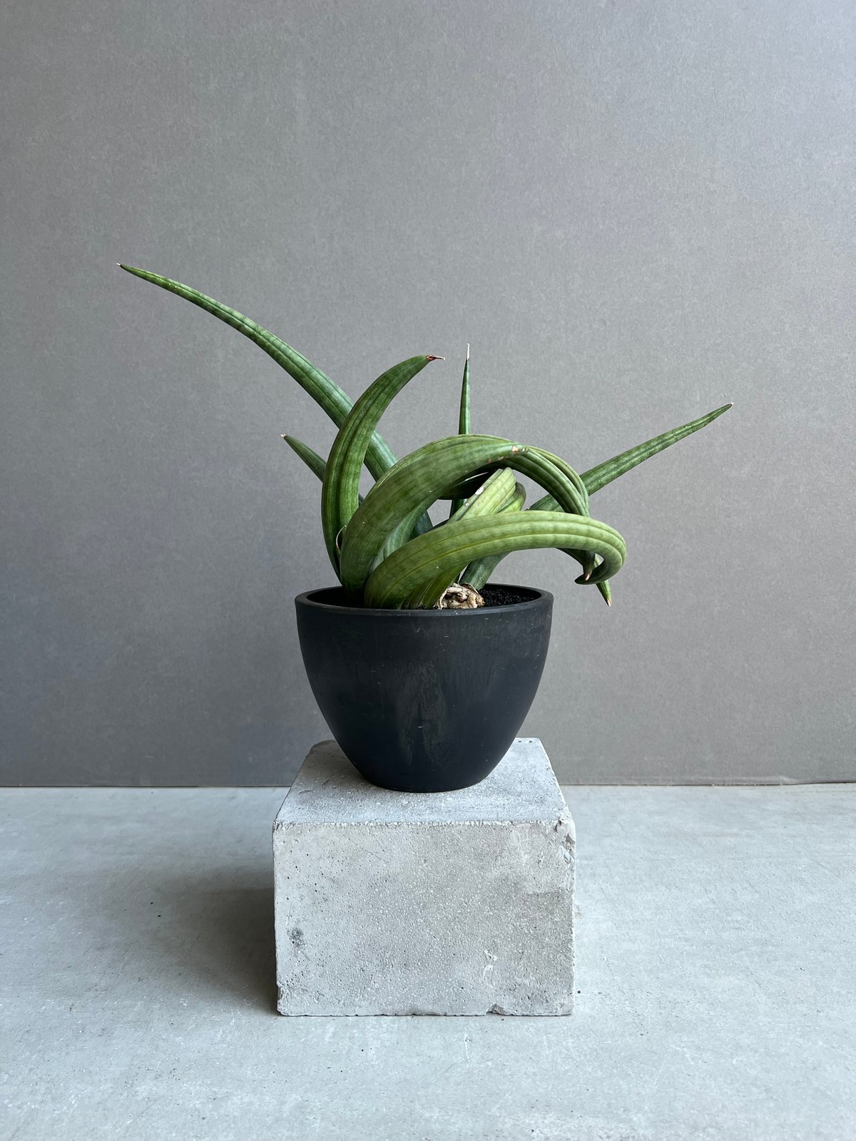 サンセベリア アンヤマニー ハイブリッド “トルネード”「Sansevieria