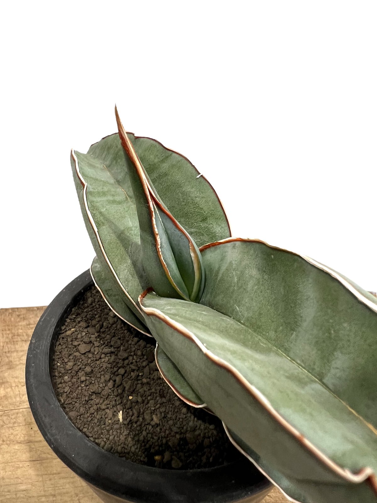 サンセベリア エーレンベルギー バナナ 「Sansevieria ehrenbergii Ba