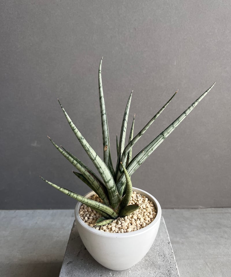 サンセベリア プラ カイ ケオ 「Sansevieria Pra Kay Kaow (by