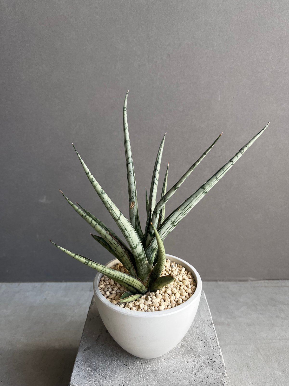 サンセベリア プラ カイ ケオ 「Sansevieria Pra Kay Kaow (by