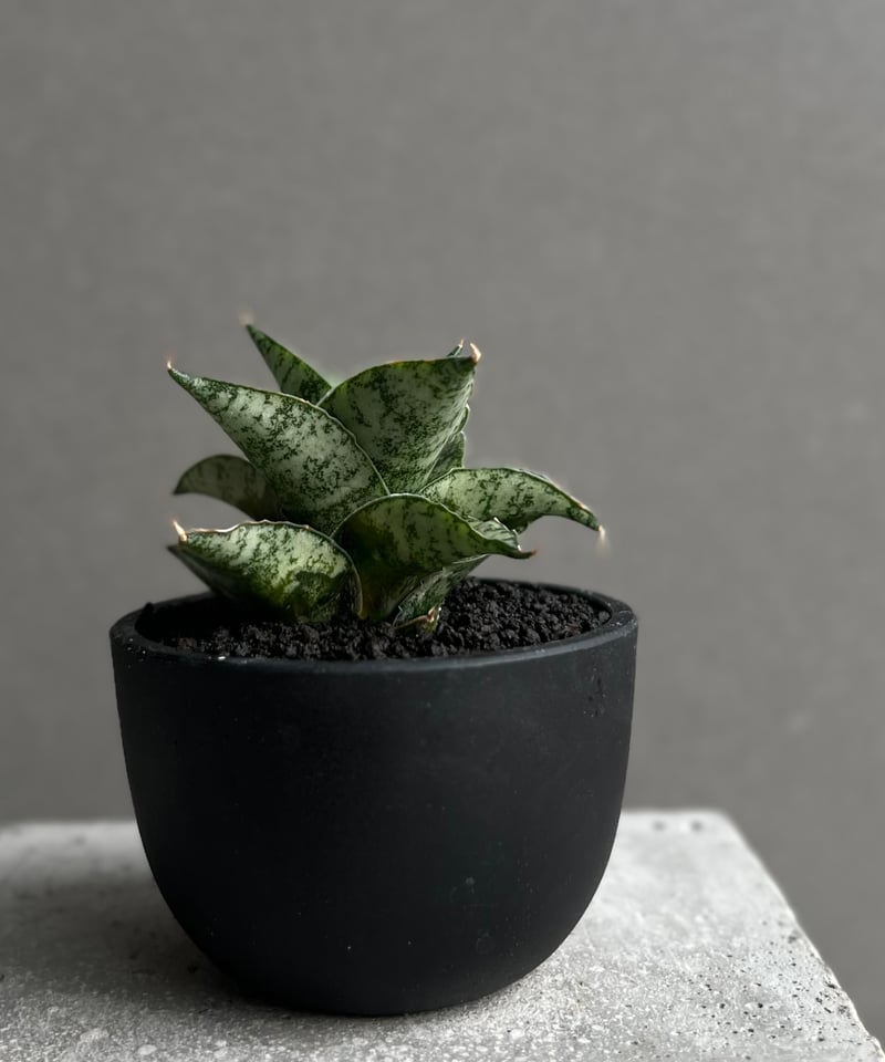 サンセベリア スサノオ 「Sansevieria Susano 'O' (by Unyaman