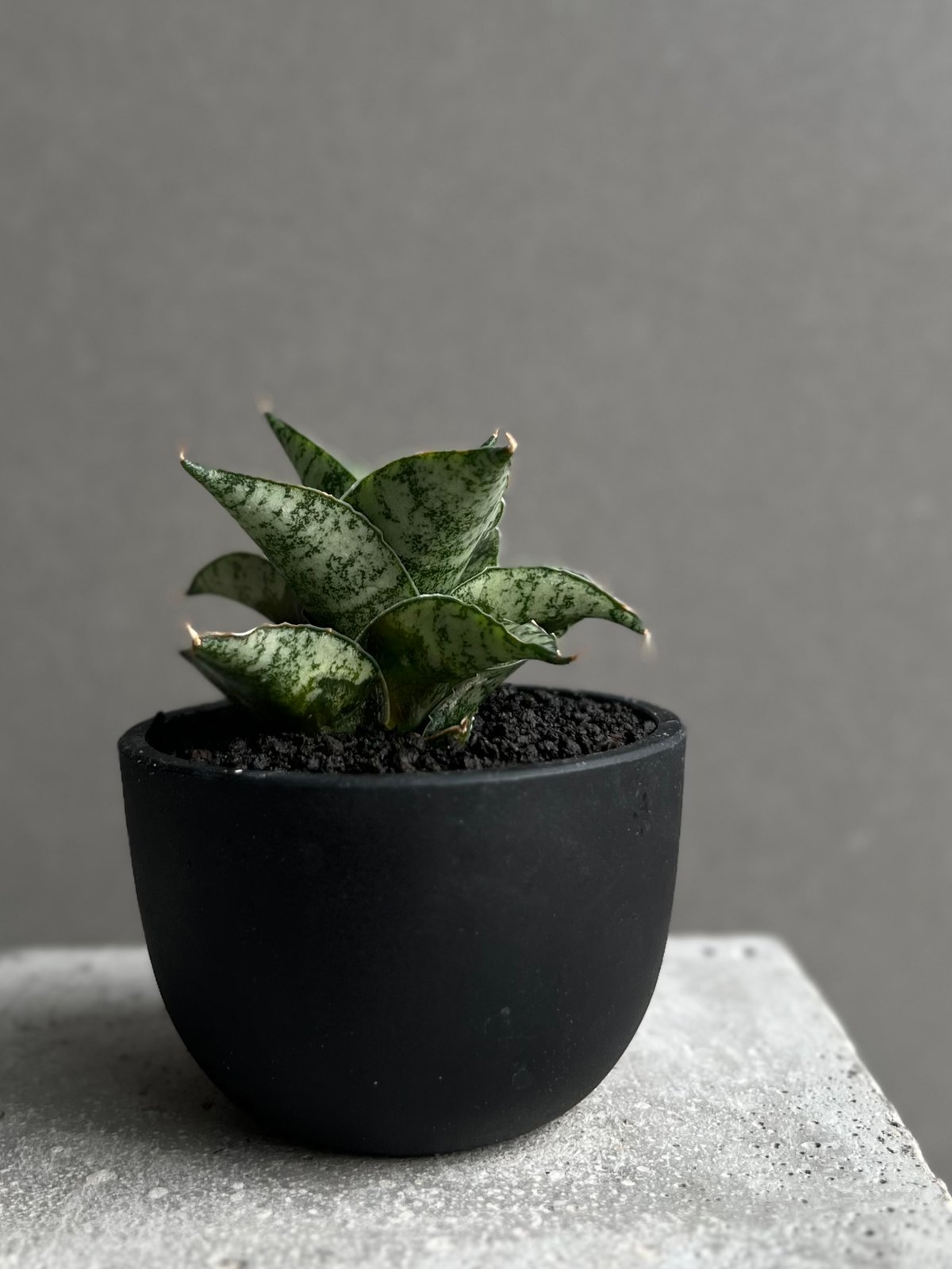 サンセベリア スサノオ 「Sansevieria Susano 'O' (by Unyaman