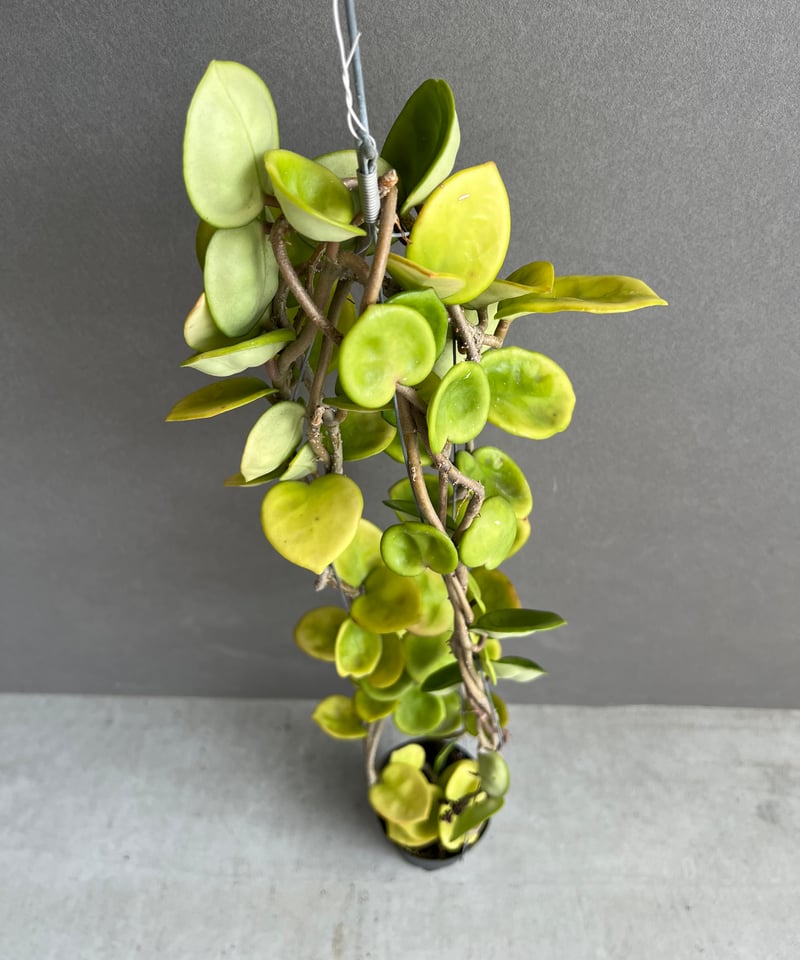ホヤ カルノーサ チェルシー「hoya carnosa Chelsea」35N | SHOUC ホヤ カルノーサ チェルシー「hoya carnosa Chelsea」35N | SHOUC