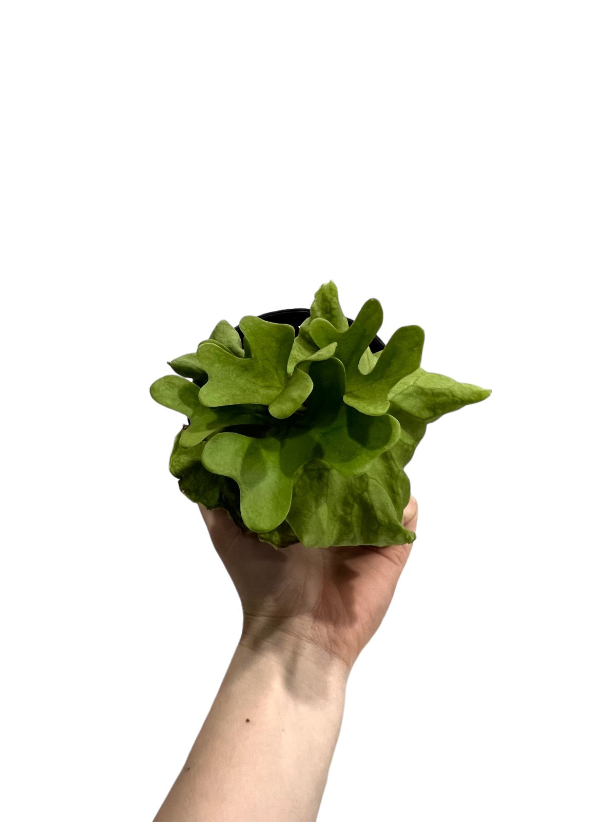 ビカクシダ リドレイ シルベリー ドワーフ 「Platycerium ビカクシダ リドレイ シルベリー ドワーフ 「Platycerium
