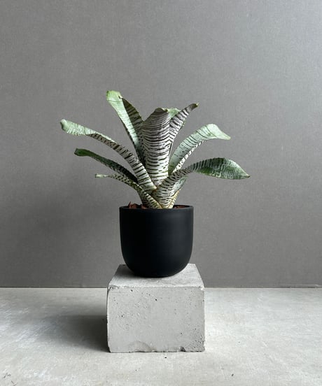 PlantsMake Pachygrack var. Squid○△×3種セット PlantsMake Pachygrack var. Squid○△×3種セット