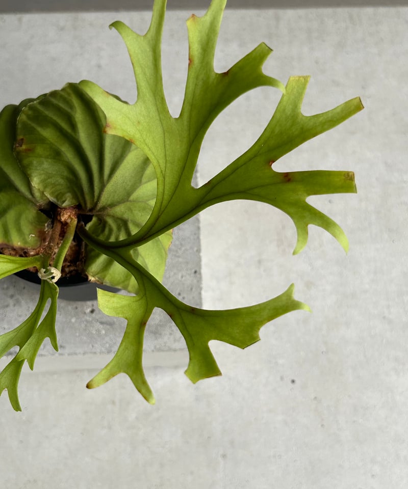 ビカクシダ リドレイ “パカラン”「Platycerium ridleyi “Pakarang