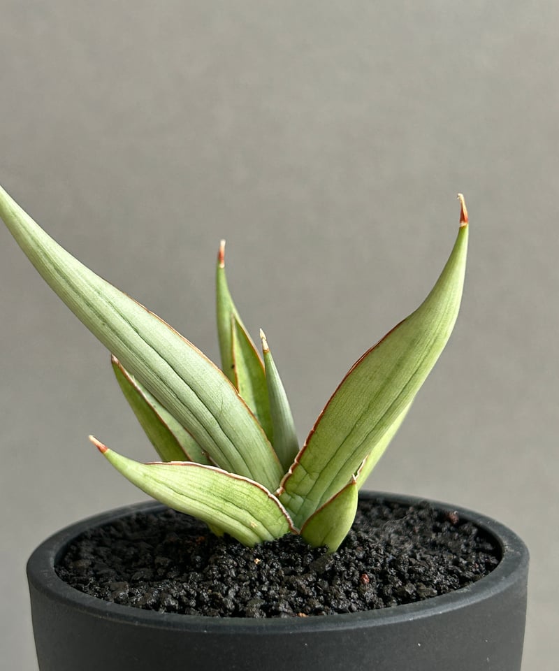 サンセベリア レクサス 「Sansevieria Lexus (by Unyamanee Ga
