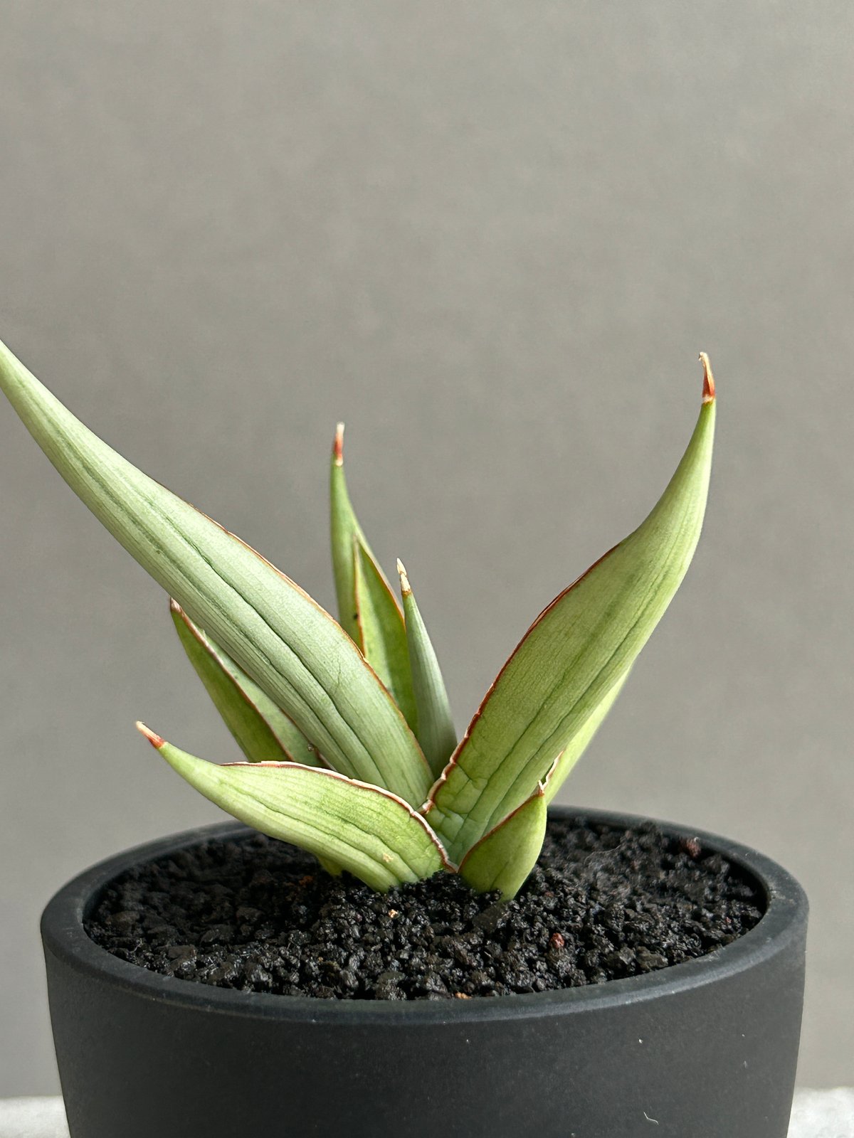 EMP サンセベリア LEXUS レクサス / アンヤマニーガーデン SA386 サンセベリア レクサス 「Sansevieria Lexus (by Unyamanee Ga