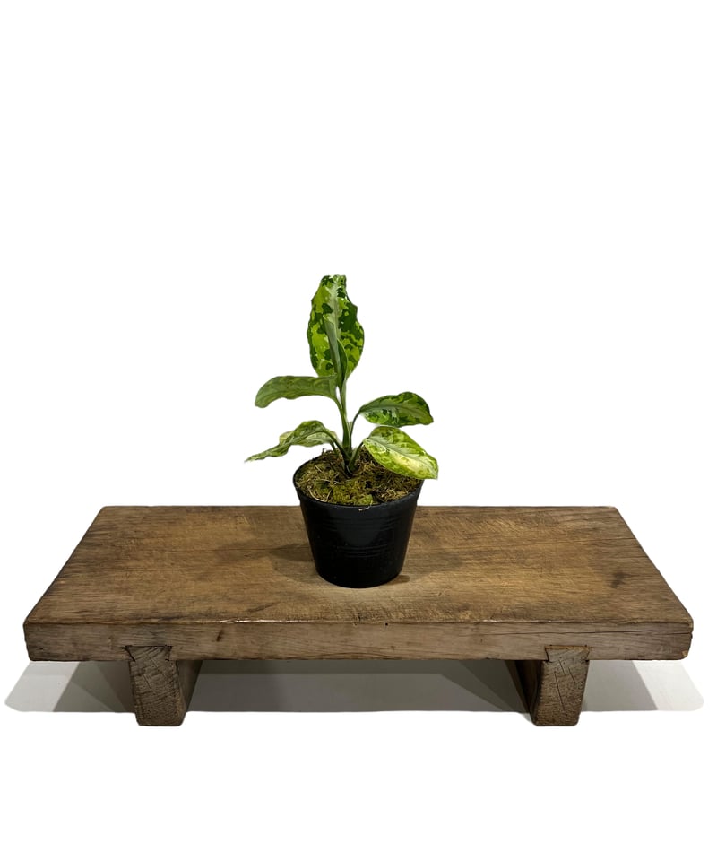 アグラオネマ ピクタム トリカラー「Aglaonema pictum tricolor」79J