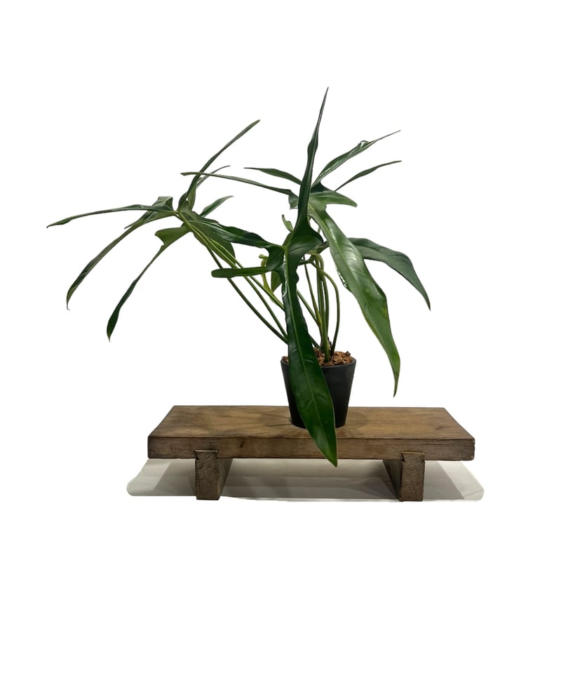 フィロデンドロン ロンギロバトム 'レラノ ミヤノ' 「Philodendron