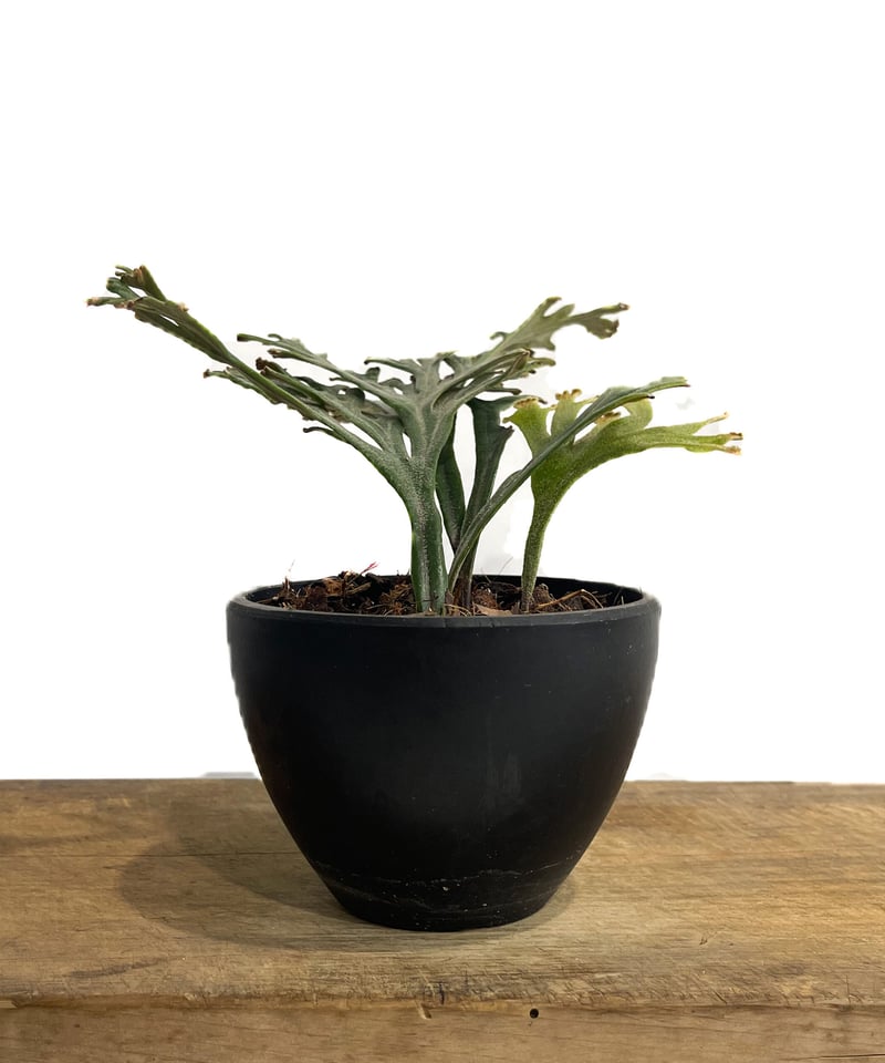 ピロシア sp. クレステッド ドワーフ「Pyrrosia sp. Crested ピロシア sp. クレステッド ドワーフ「Pyrrosia sp. Crested