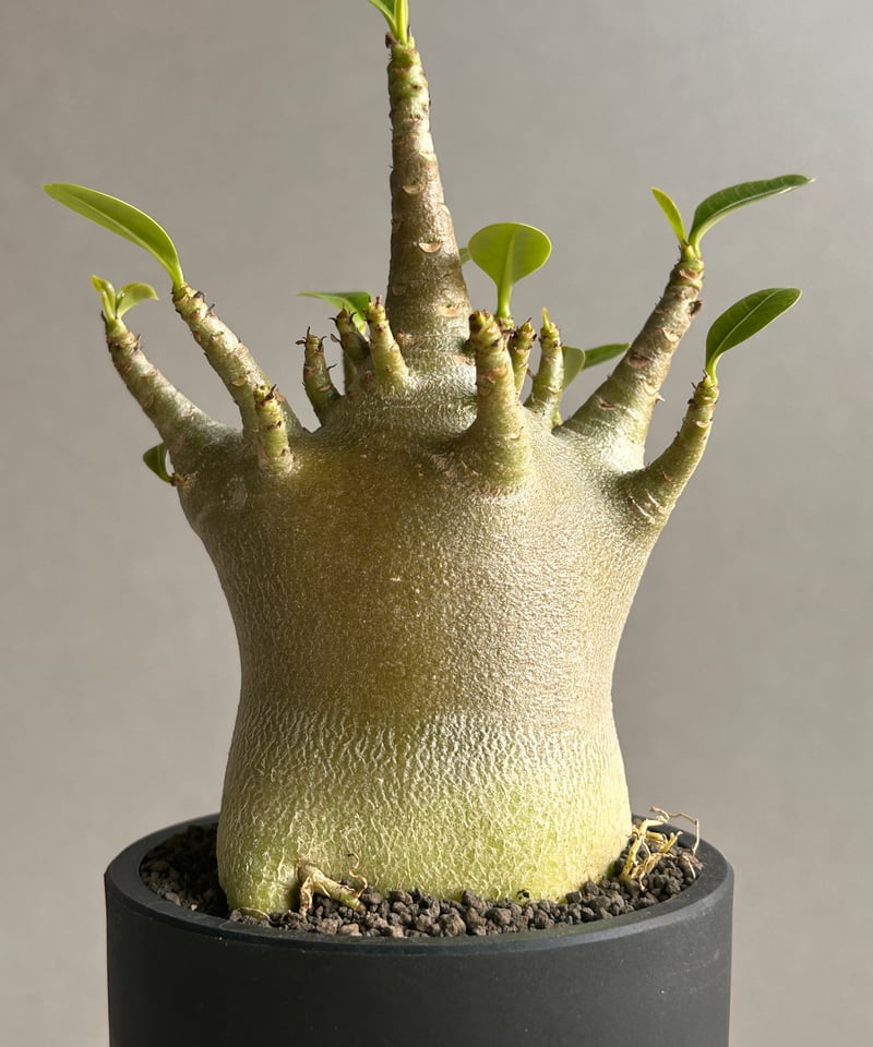 アデニウム アラビカム スーパー ドワーフ “ブラック” 「Adenium