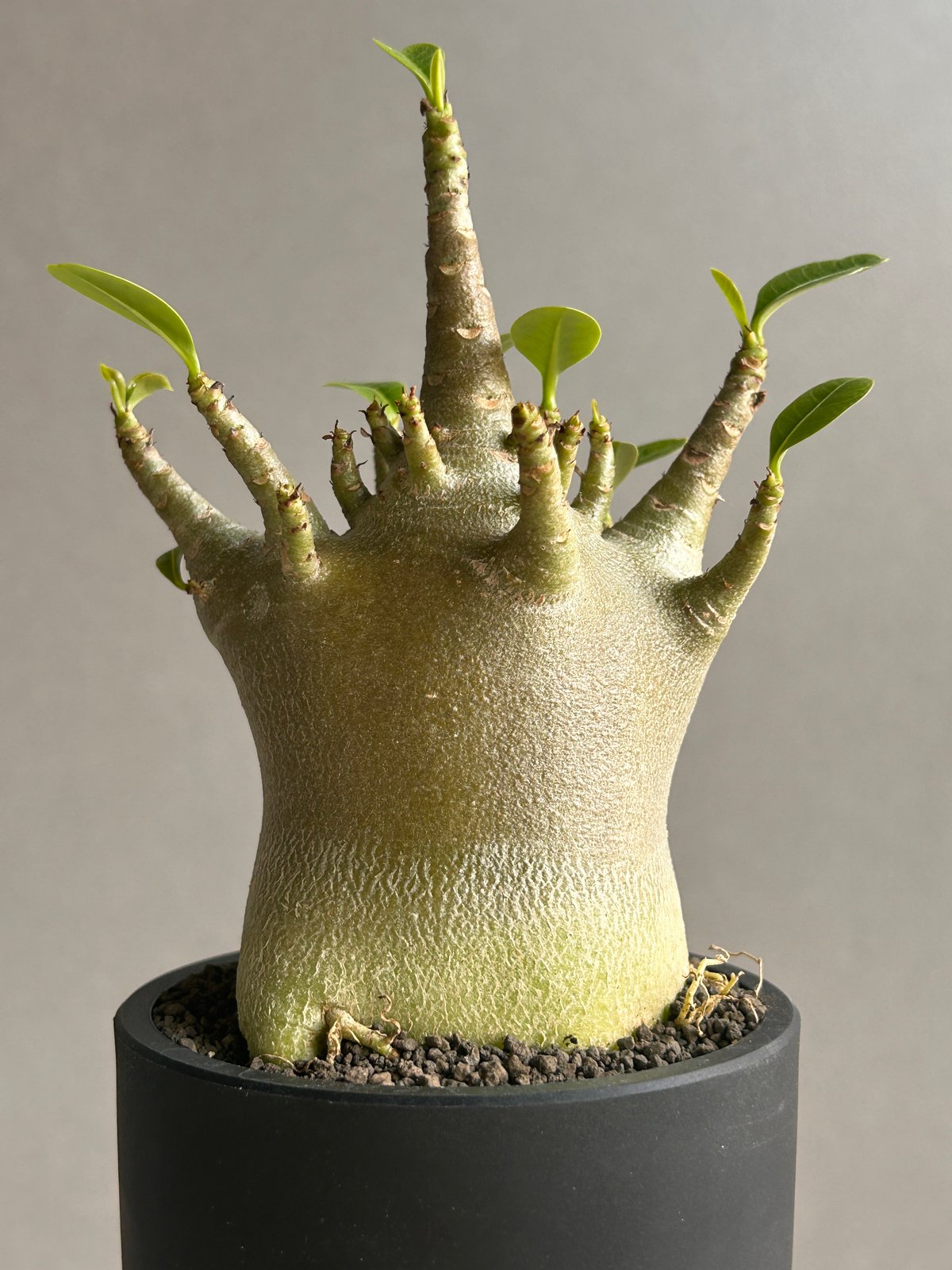 アデニウム アラビカム スーパー ドワーフ “ブラック” 「Adenium