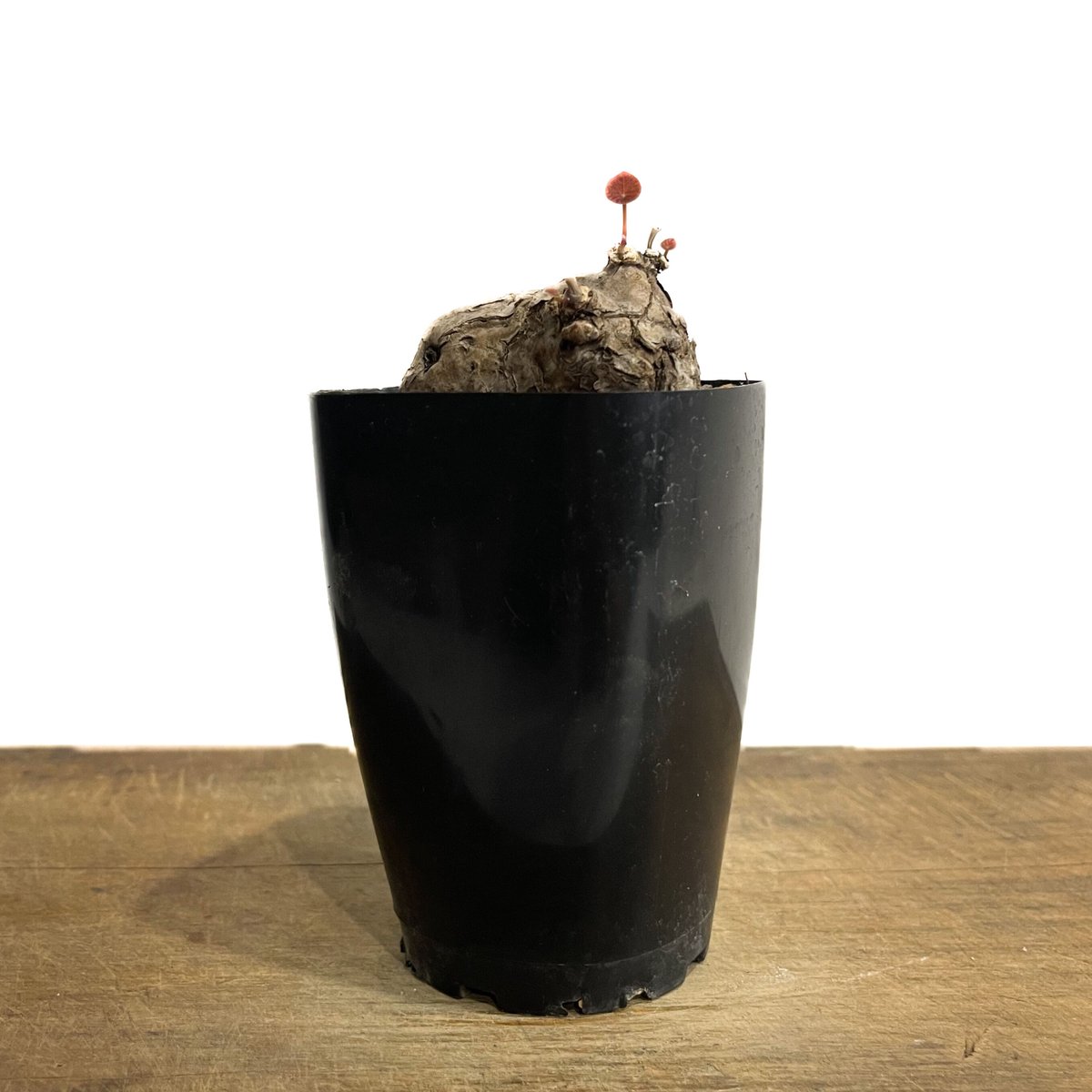 ステファニア カウィーサキー「Stephania Kaweesakii」5/10-455 |